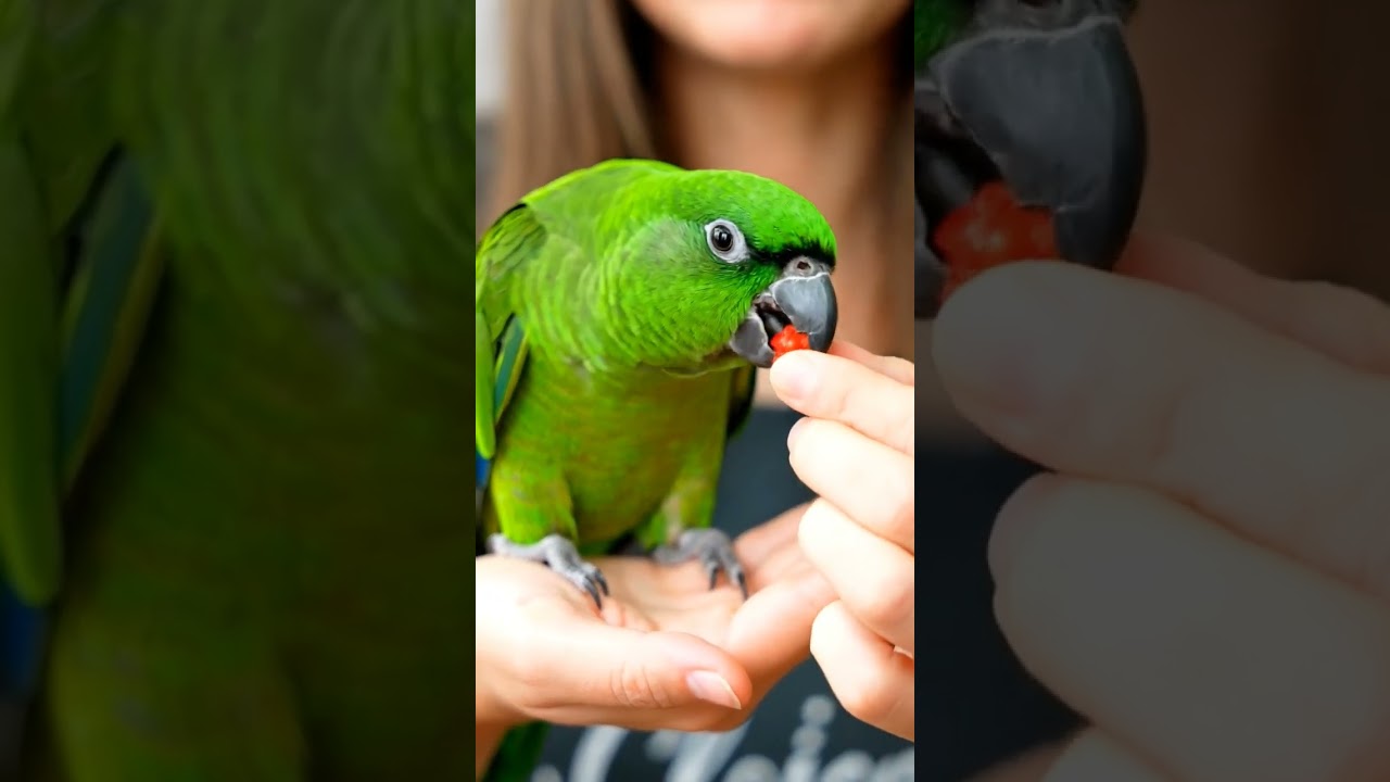 Cute Baby Parrot ASMR Feeding 🥭 | Soft Fruit Bites & Gentle Chewing