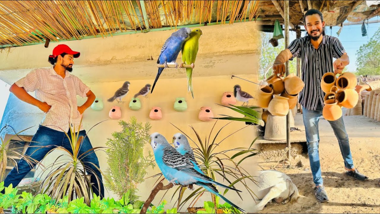 Sparrows K Liye Nest🪺 Box Laga Diye😍 Bella Ko Poti💩Nh Arahi😅