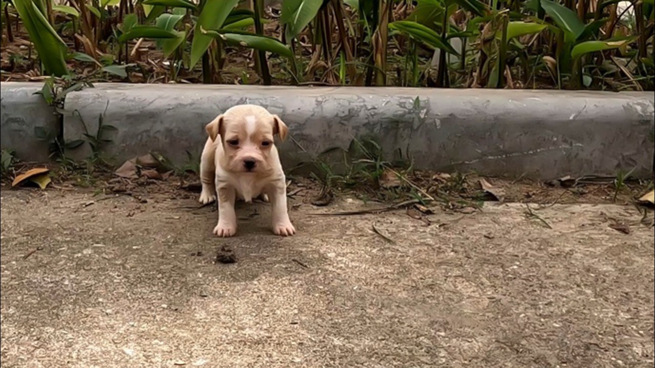 The tiny, homeless puppy, very hungry, gets its first drink of formula