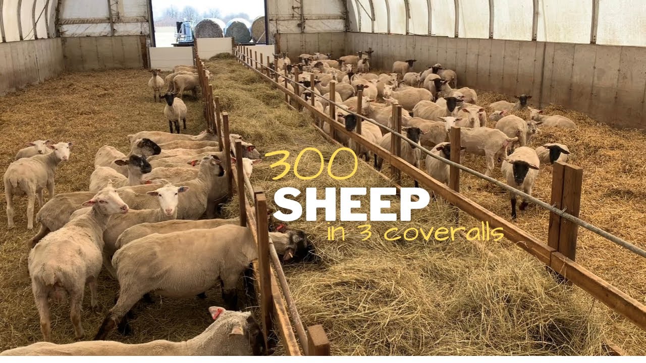 A Look inside the sheep operation. Have 300 ewes, 6 rams and 275 lambs.