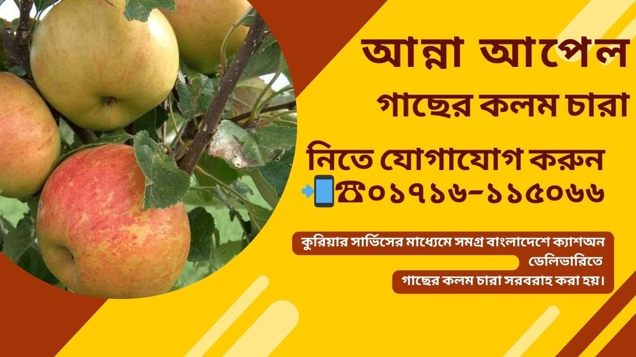 আন্না আপেল গাছের কলম চারা || Anna Apple Tree