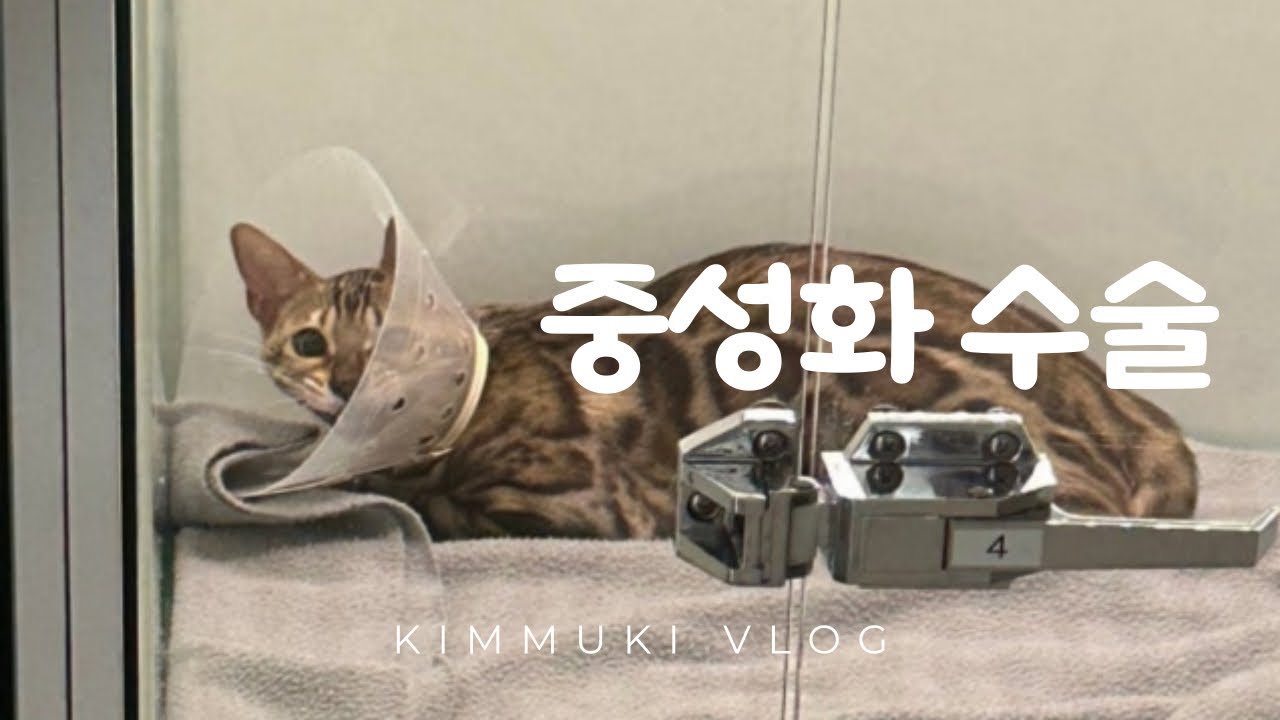 육묘일기 EP. 09 | 암컷 고양이 중성화 수술 후기