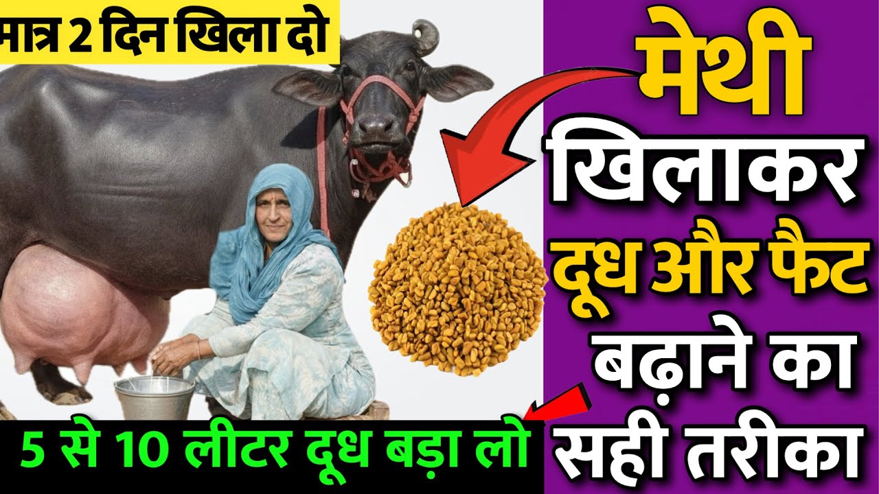 मेथी खिलाकर दूध और फैट बढ़ाने का सही तरीका🤩5 से 10 लीटर दूध बढ़ा लो 🤟Cow Milk increase formula 🐄 