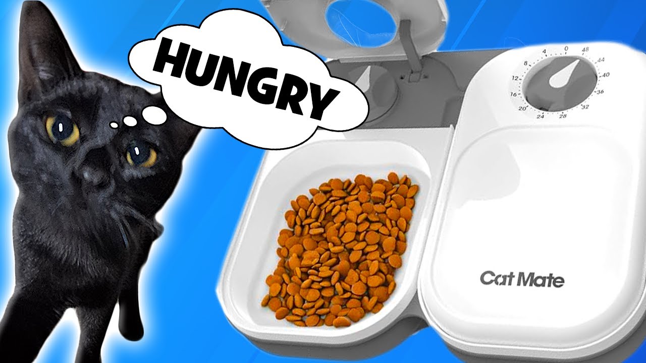 Take The Stress Out Of Feeding Your Cat | Cat Mate C200 Automatic Feeder