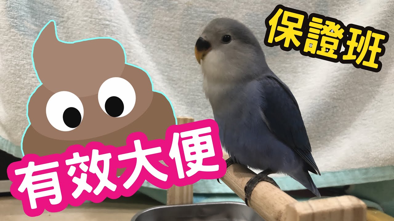 【鸚鵡】秘技公開！訓練鳥寶超乖大便，千呼萬喚屎出來！How to train your pet birds to pee in one place?