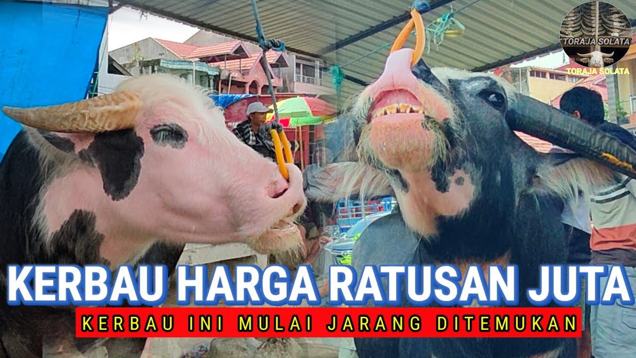 Harga Kerbau Semakin Meningkat: jenis kerbau ini sudah jarang ditemukan