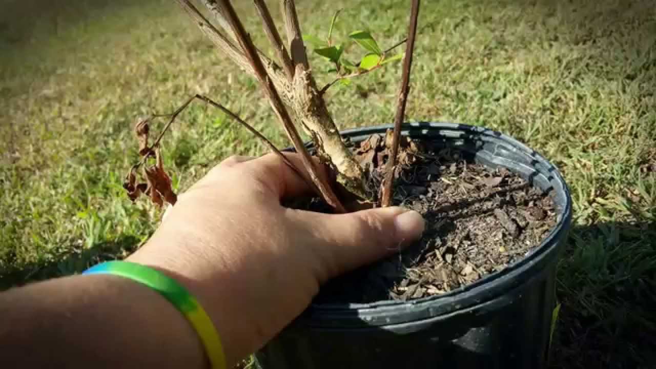 Planting Crepe Myrtles in the Fall