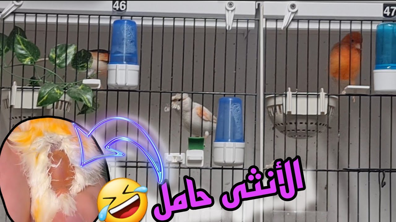 متى يكتمل عنقود البيض لأنثى الكناري والحسون وعلاقته بتأخر الأنثى ع وضع البيض &بجهوزية الإناث
