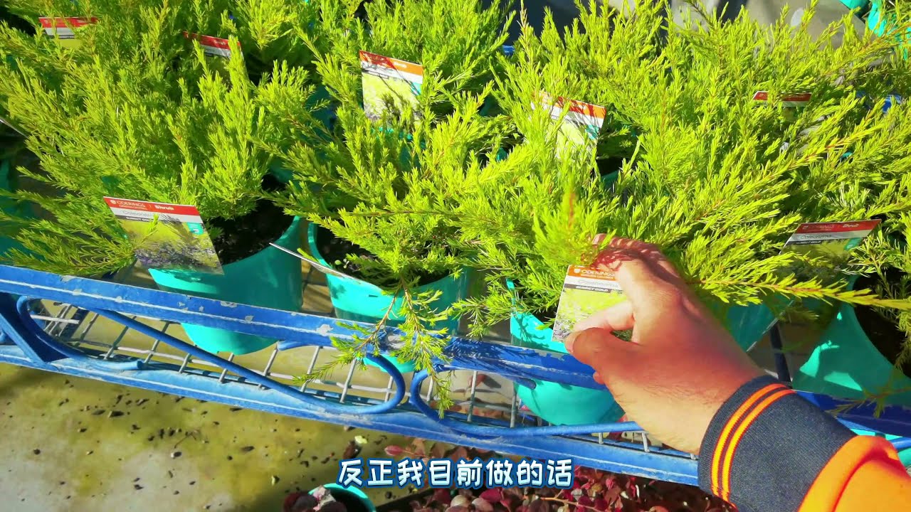 花园里哪些植物，不适合移栽？