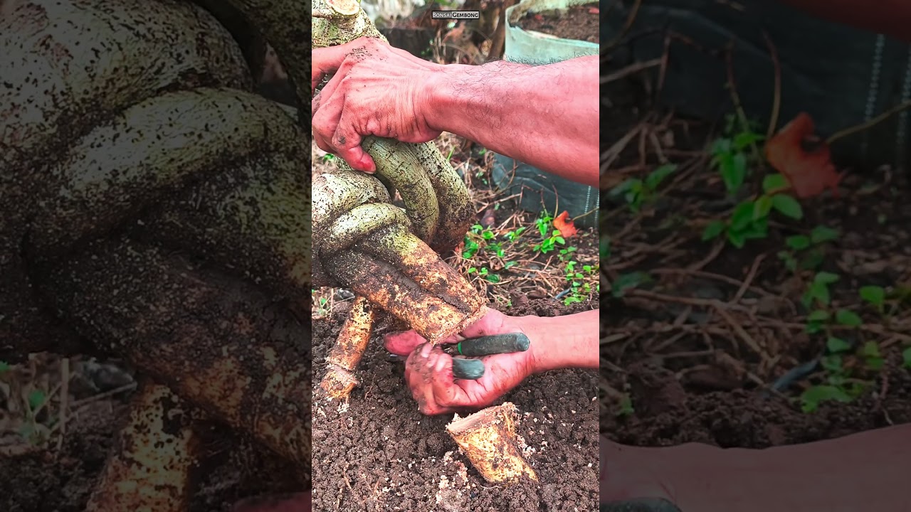 Eksekusi Waru Neagari #Shorts