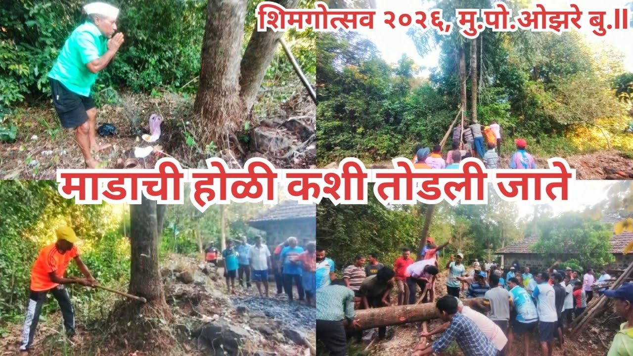 ओझरेकरांची मानाची माडाची होळी कशी तोडली जाते...शिमगोस्तव 2026#foryou #konkanpremi #shimga #marathi 