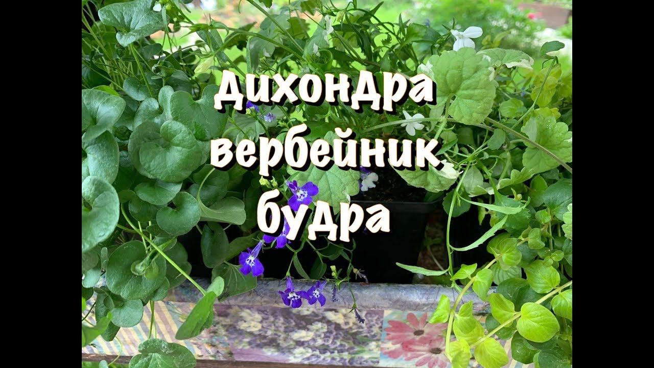 ДИХОНДРА, ВЕРБЕЙНИК или БУДРА  КТО КРУЧЕ