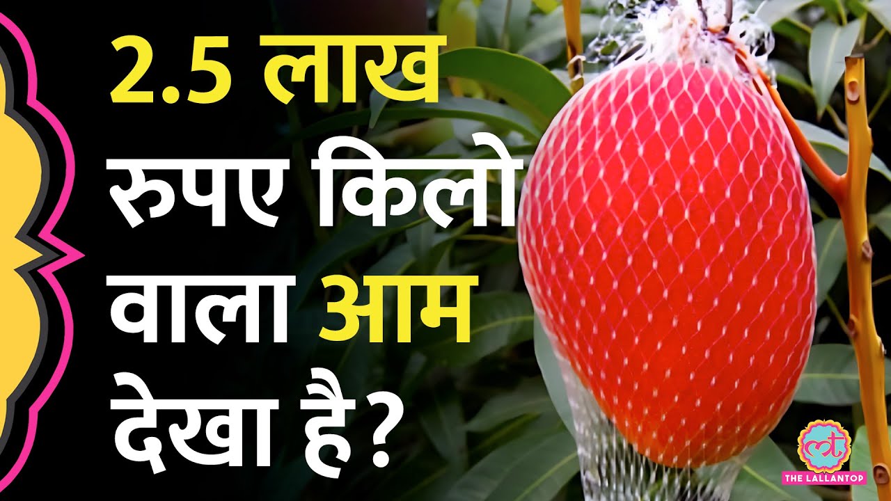 ओडिशा के किसान ने कैसे उगाया दुनिया का सबसे महंगा आम, भारत के किन राज्यों में उग सकता है ऐसा आम?