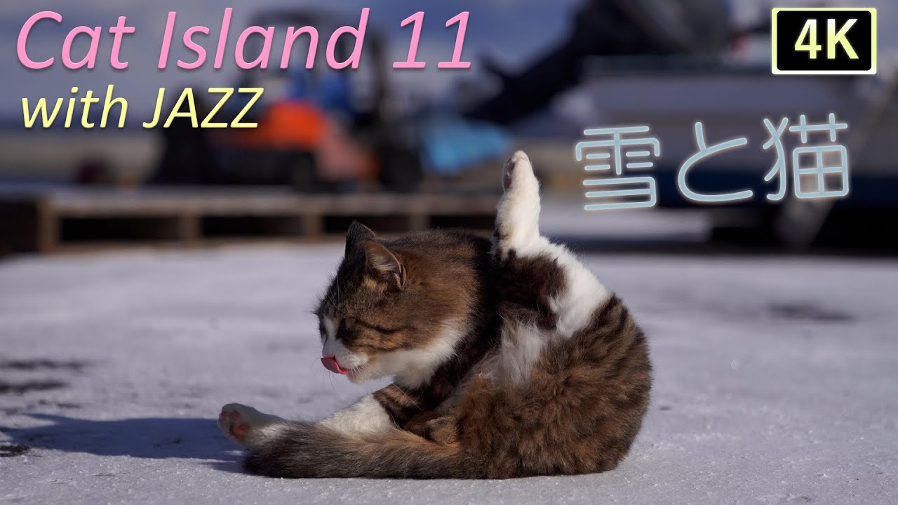 【猫×ジャズ🐈 11th】猫島の冬 元気に跳ねる子猫さん達！たっぷり猫歩き3時間 Cat Island in JAPAN  with JAZZ. Japan’s paradise cat island