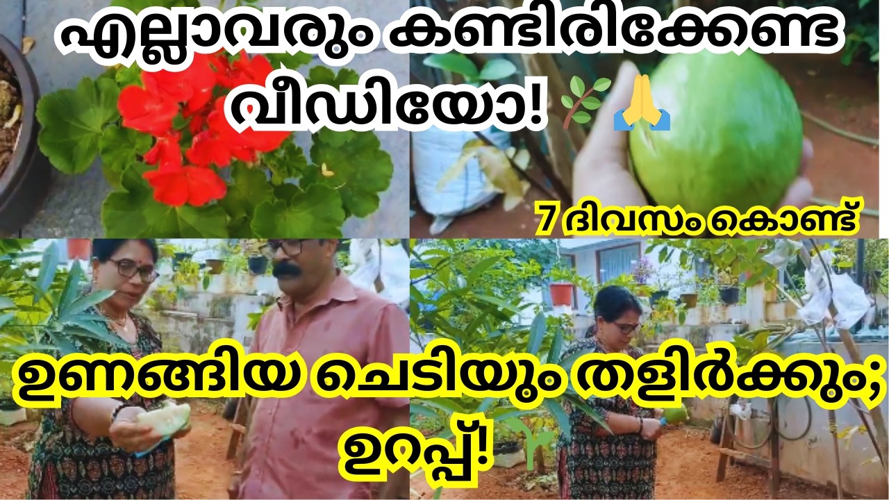 കൃഷിയിൽ വിസ്മയം തീർക്കാൻ ഈ ഒരു വീഡിയോ മാത്രം കണ്ടാൽ മതി! ⚡🧺
