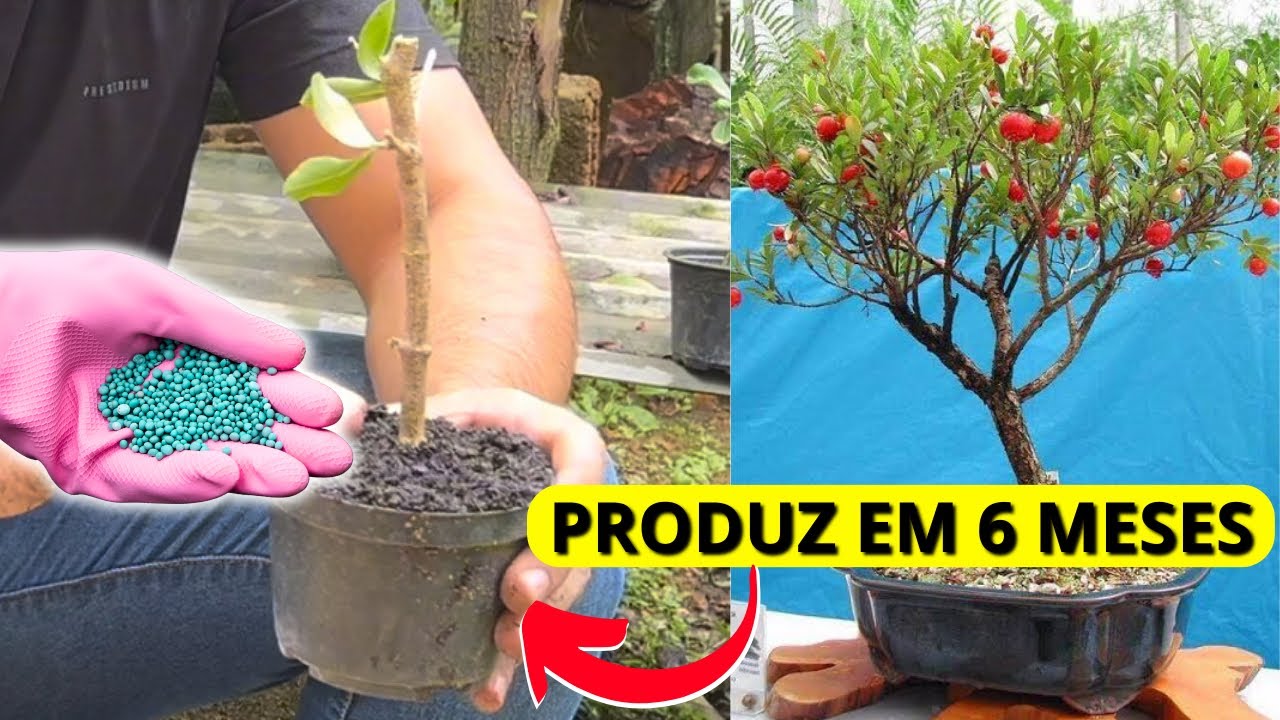 Técnica para ENRAIZAR QUALQUER GALHO - Apenas 1  Ingrediente- Muda de Acerola por Estaquia.