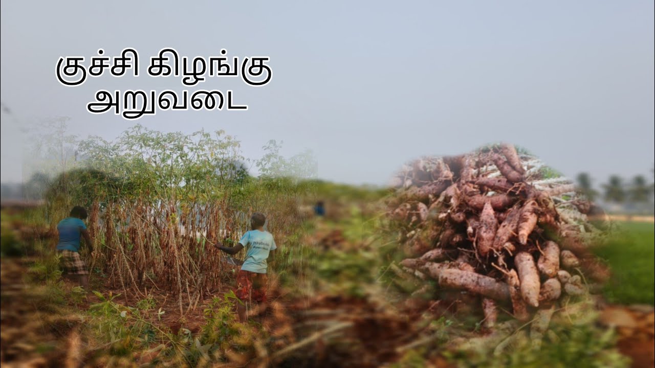 குச்சி கிழங்கு அறுவடை