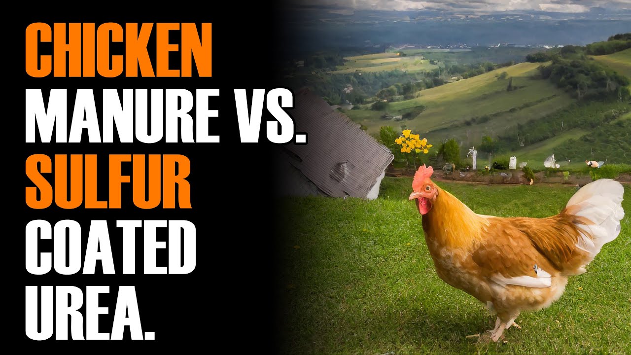 Chicken Manure vs. AMS and Sulfur-Coated Urea