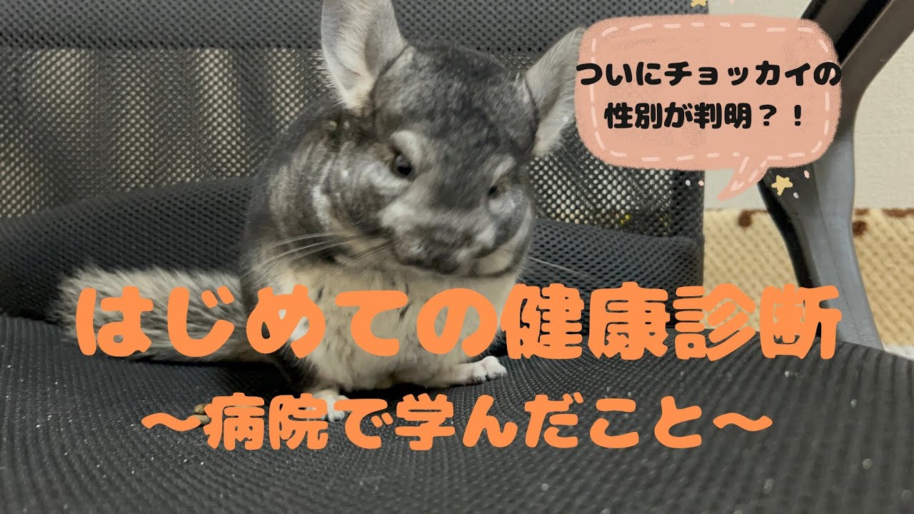 チンチラのチョッカイ　初めて病院へ健康診断をしに行きました🐭