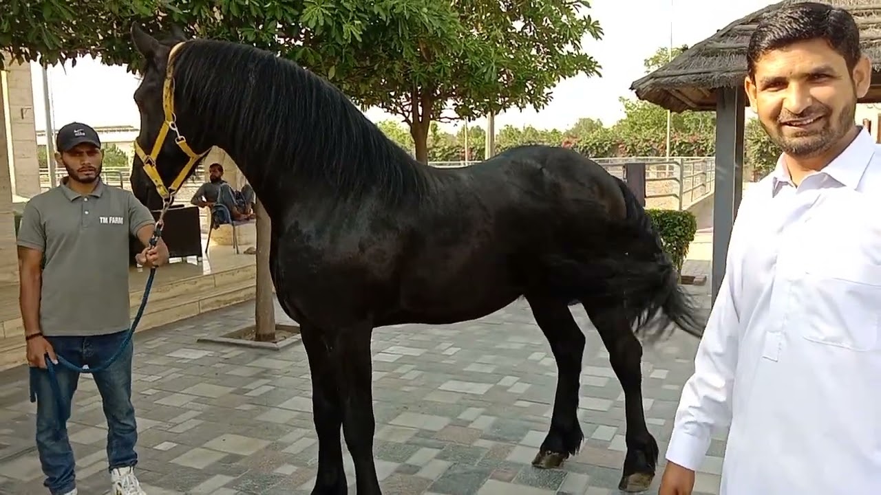 Black Horse Farming Business 2023 | Horse For sale | Desi Ghorian cover Krwain |