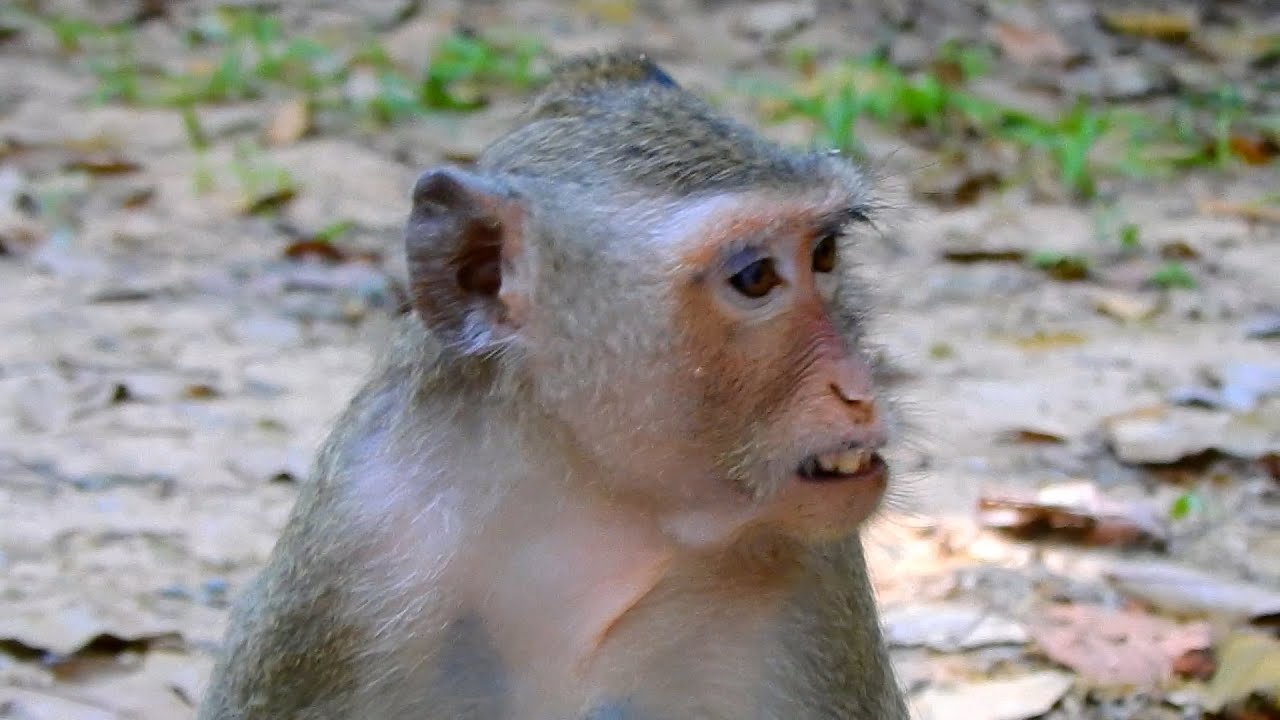 New Update! watch End Of Clip, Monkey Rene What's Going On Her Baby Reza? | @IShowMonkeyTV