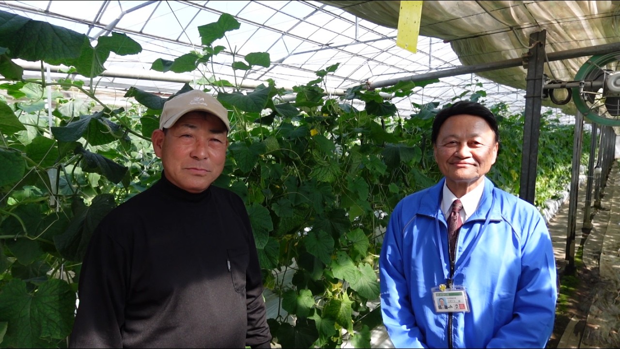 【第11弾】JA北つくばの誇り！きゅうり生産の最前線へ組合長が潜入🥒