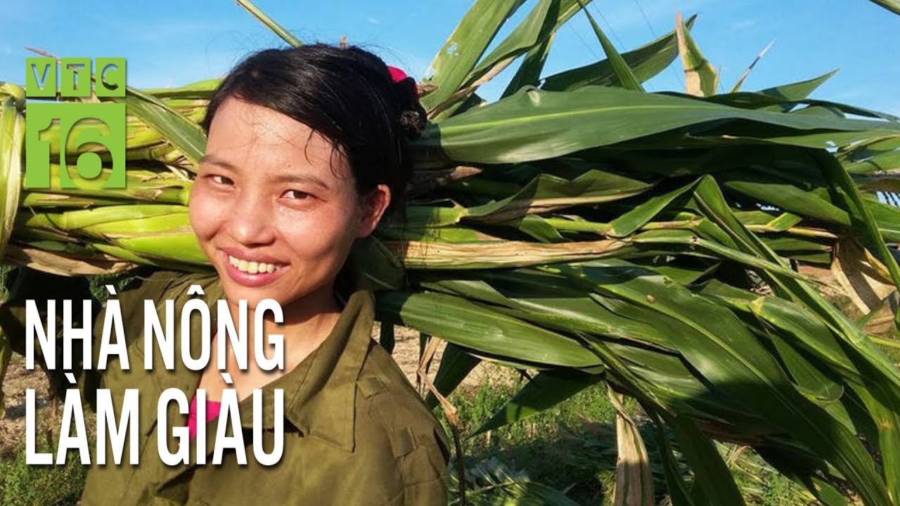 Thu tiền quanh năm nhờ trồng ngô rải vụ | VTC16