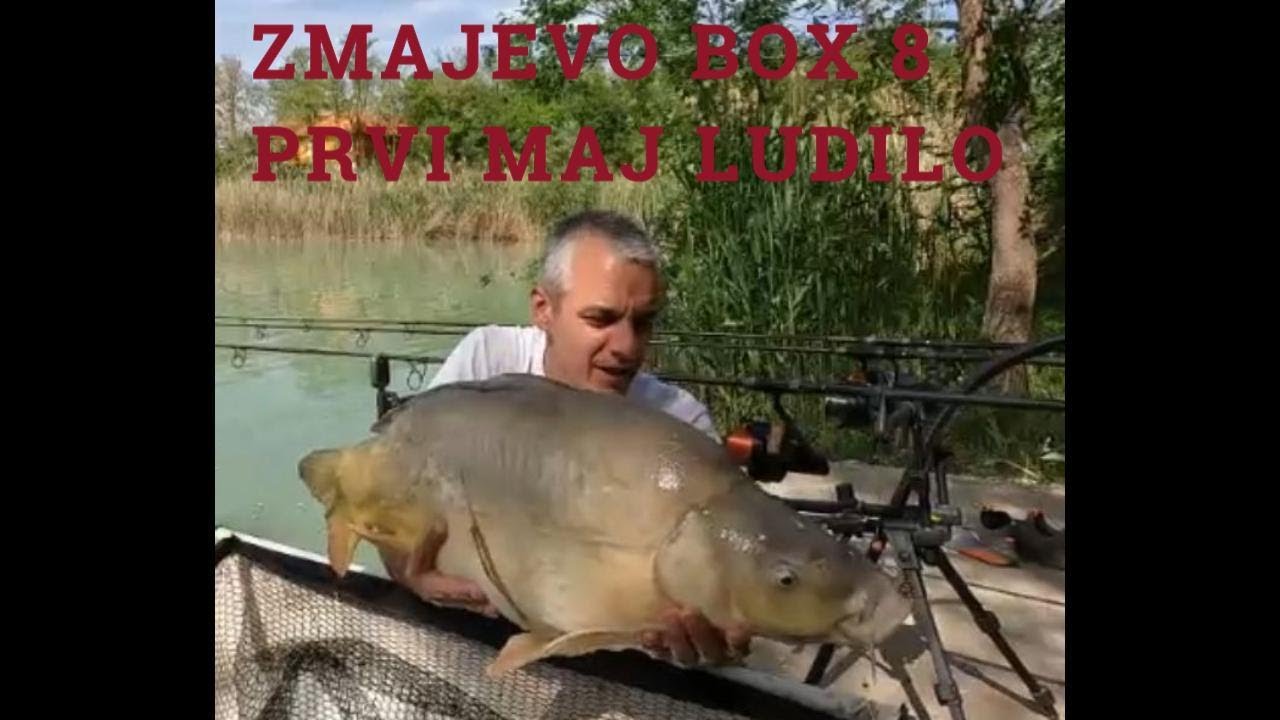 Zmajevo box 8 za prvi maj ludilo. #carp #fishing #saran #saransko pecanje