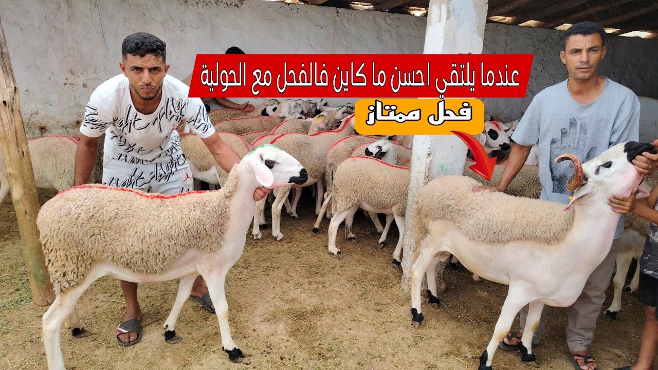 احسن ما كاين فالحولية عند ولد السعودي مع 4 اجود الفحول للبيع
