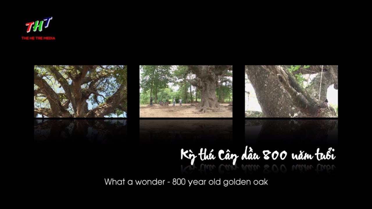 Những địa điểm Tham quan Du lịch nổi tiếng ở Trà Vinh