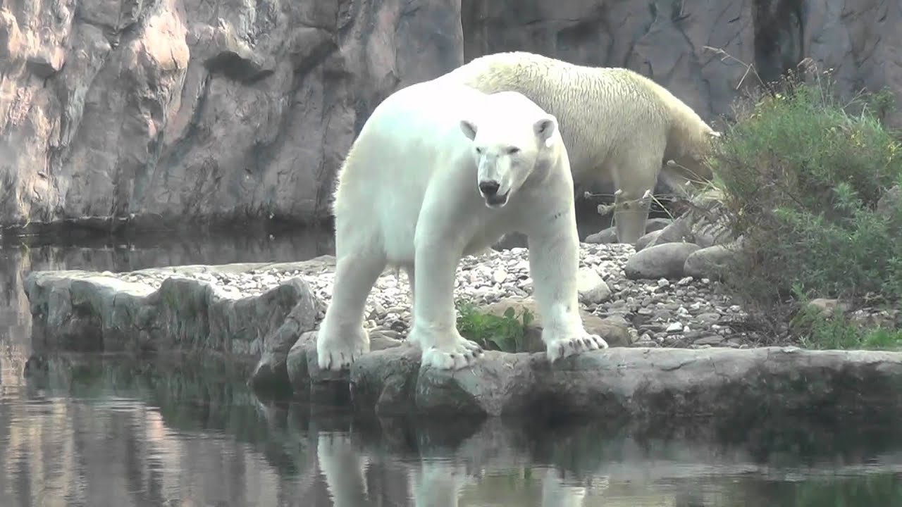 Eisbären Lara,Bill und Antonia  in der Zoom Erlebniswelt 