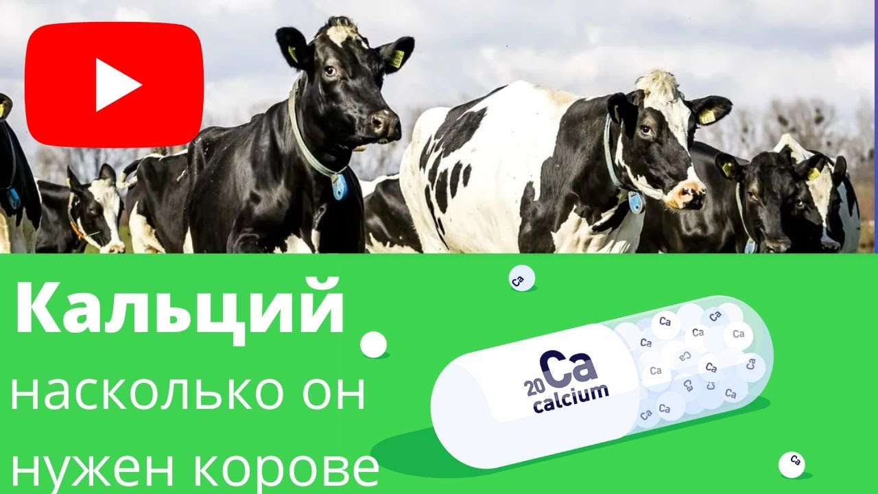 Кальций и фосфор для коров