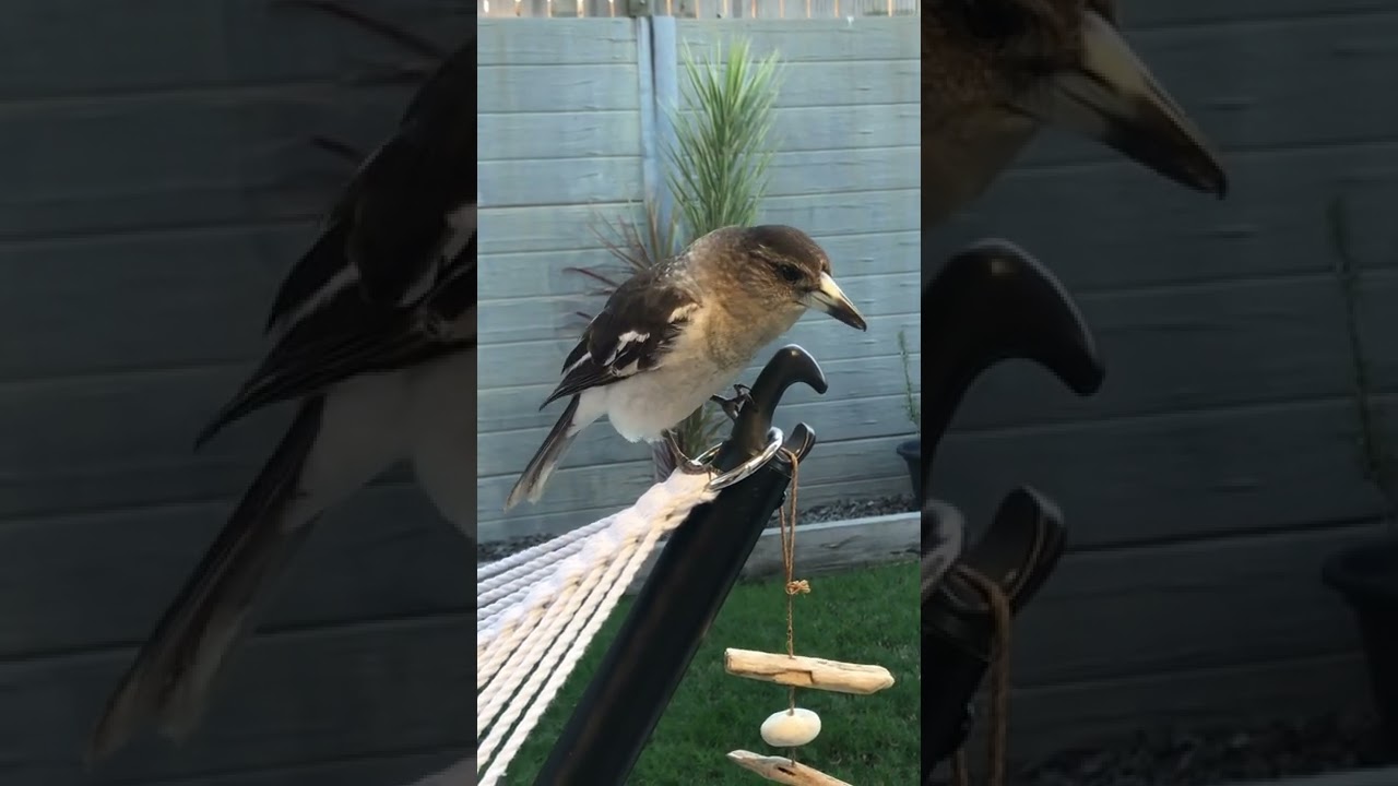 Beautiful baby butcher bird practising her singing #butcherbird #australianbirds #australianwildlife