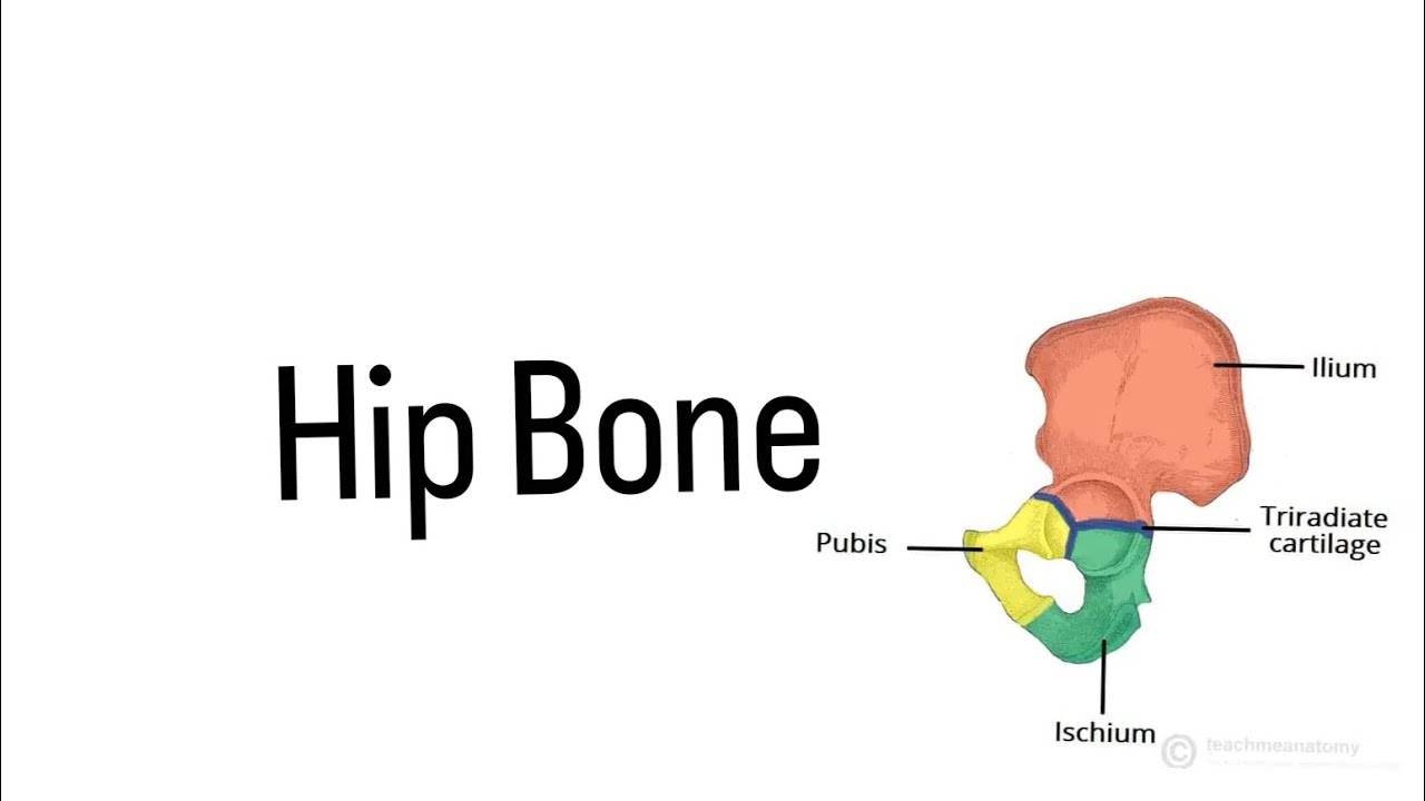 HIP BONE Anatomy (bones of the lower limb)