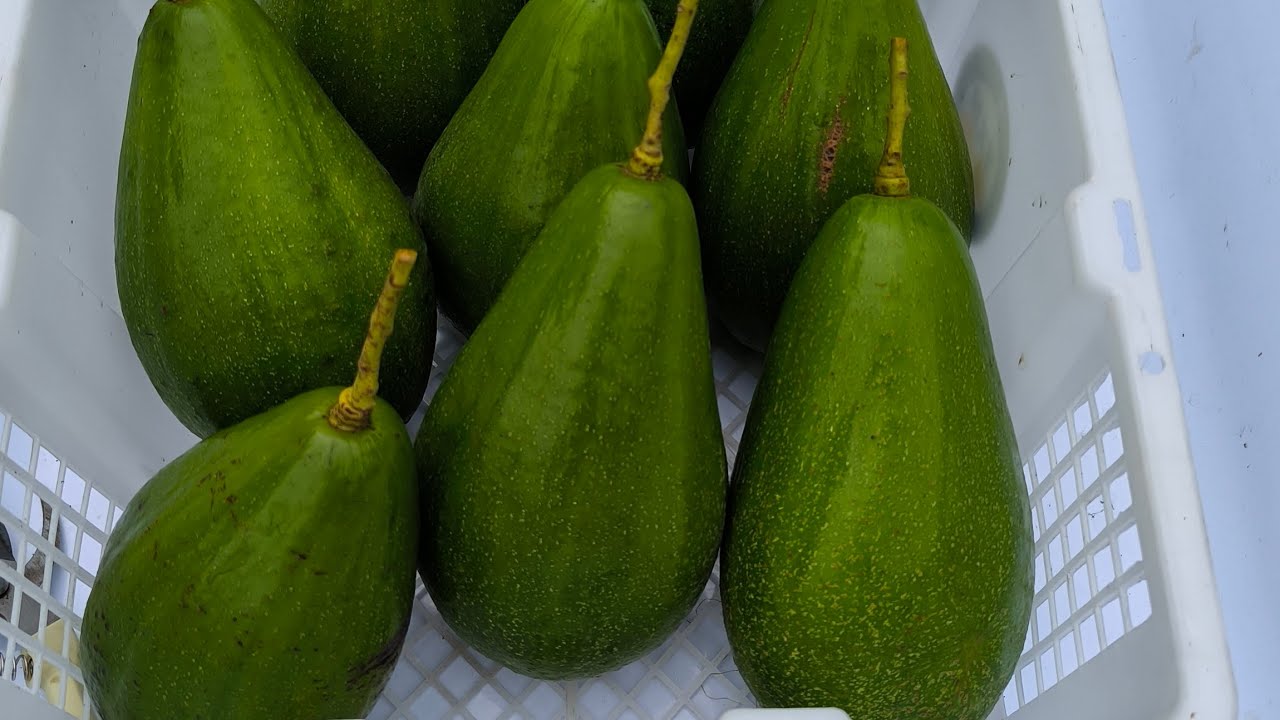 Proses Panen Alpukat Aligator & Miki di Pekarangan Rumah.!!! By Aponk...#bondowoso #alpukat #fruit 