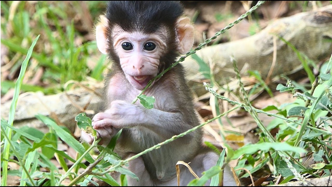 Natural Is Very Beautiful, Monkey Peck Is Gorgeous So Much Adorable With Gentle Personal Friendly.