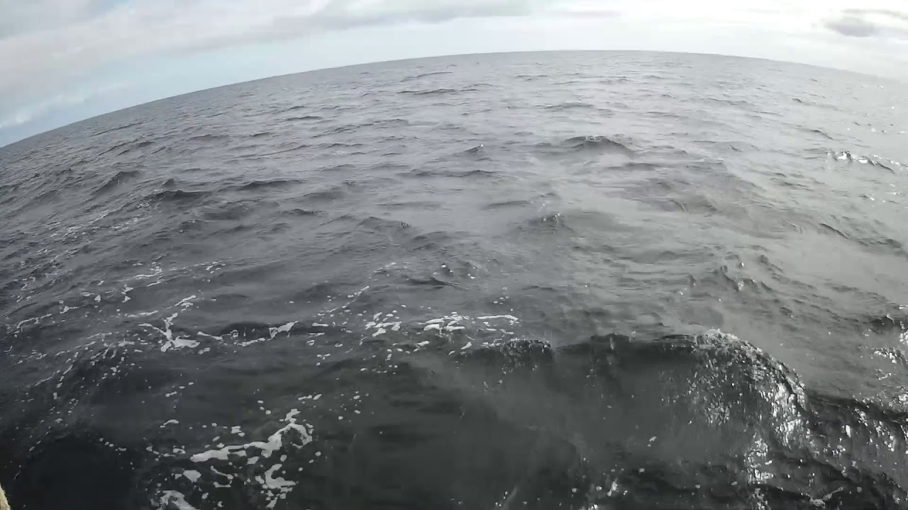 Dolphins off the Cornish Coast