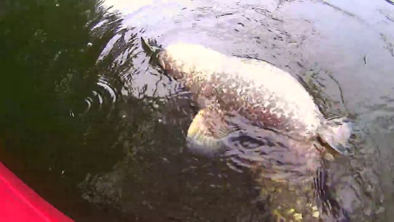 Big Catfish devours Duck