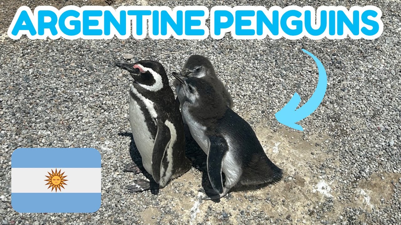 🐧 Я посетила крупнейшую в Южной Америке колонию пингвинов &mdash; Пунта-Томбо 🇦🇷