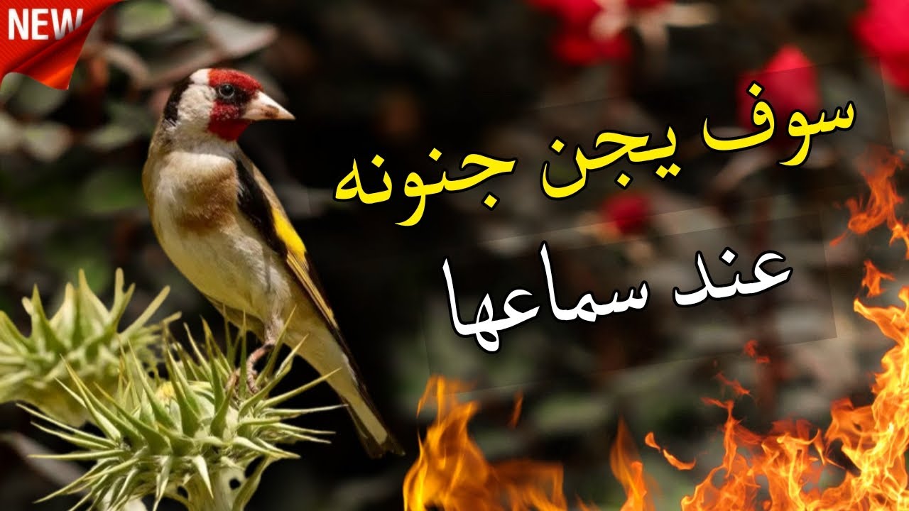 بتبتة جماعية مجنونة لإيقاض حسونك من نومه و جعله يغرد بقوة The best group call for the goldfinch