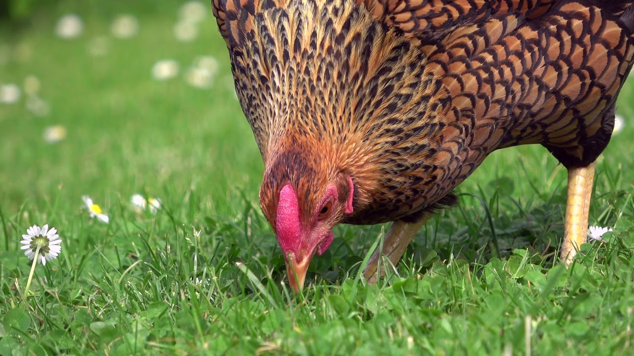 Haushuhn pickt und scharrt auf der Wiese, Nahrungsaufnahme
