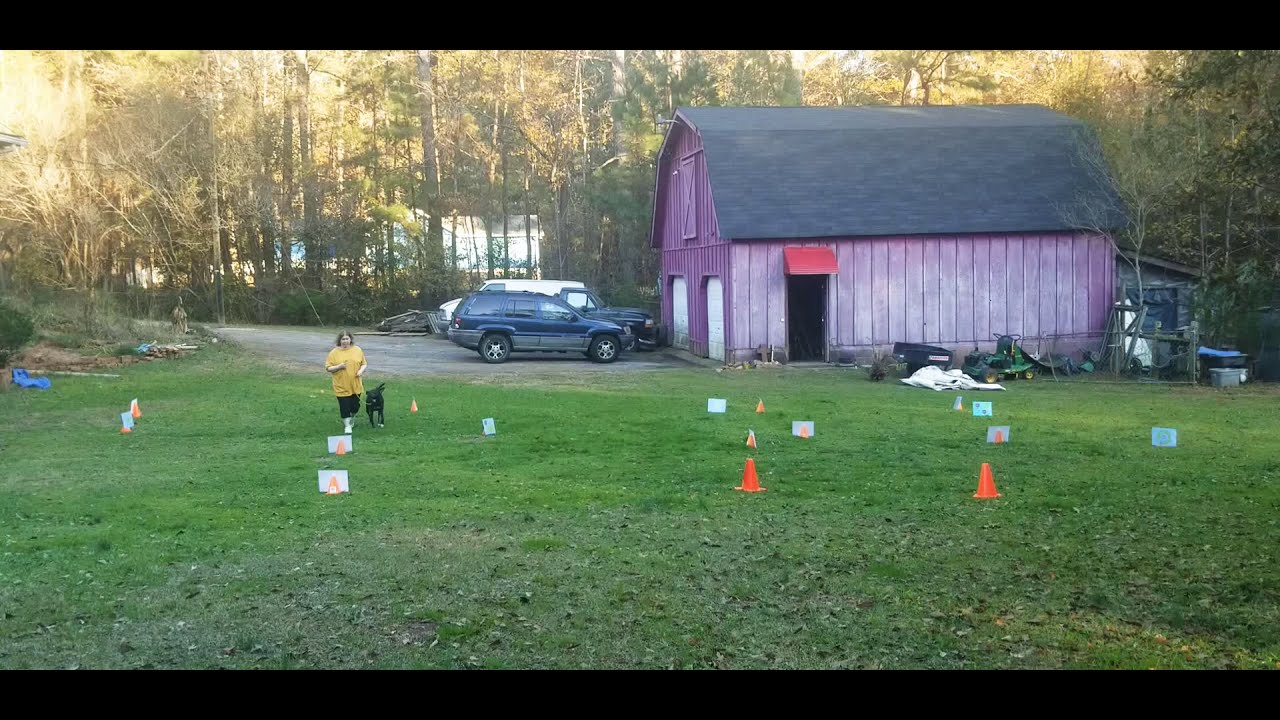 AKC Virtual Intermediate Rally Course #3