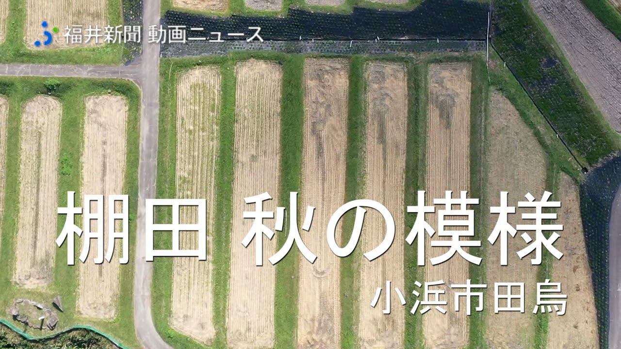 【ドローン撮影】まるでピアノの鍵盤、小浜市田烏の棚田