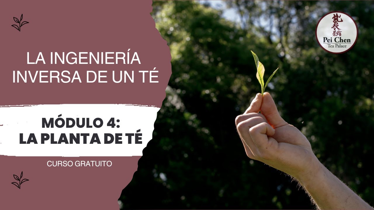 La Ingeniería Inversa de un Té - Módulo 4: La Planta de Té