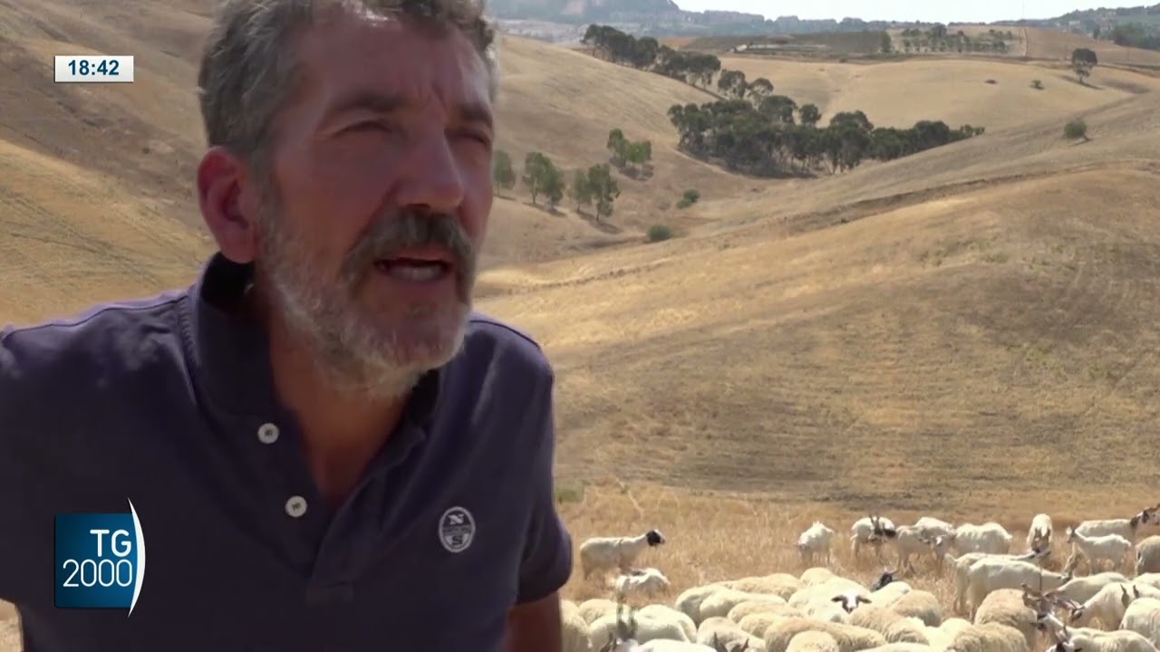 Sicilia, siccità mette in crisi l’allevamento