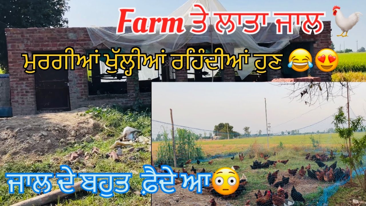 Farm te lata jaal 🐓. Bhot faide aa jaal te vekho tuci v 🤣. Poultry farming 😍. 