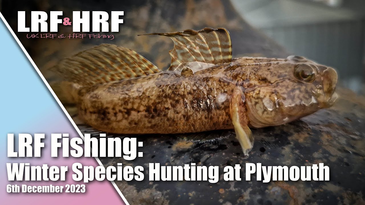 LRF Fishing: Winter Species Hunting at Plymouth