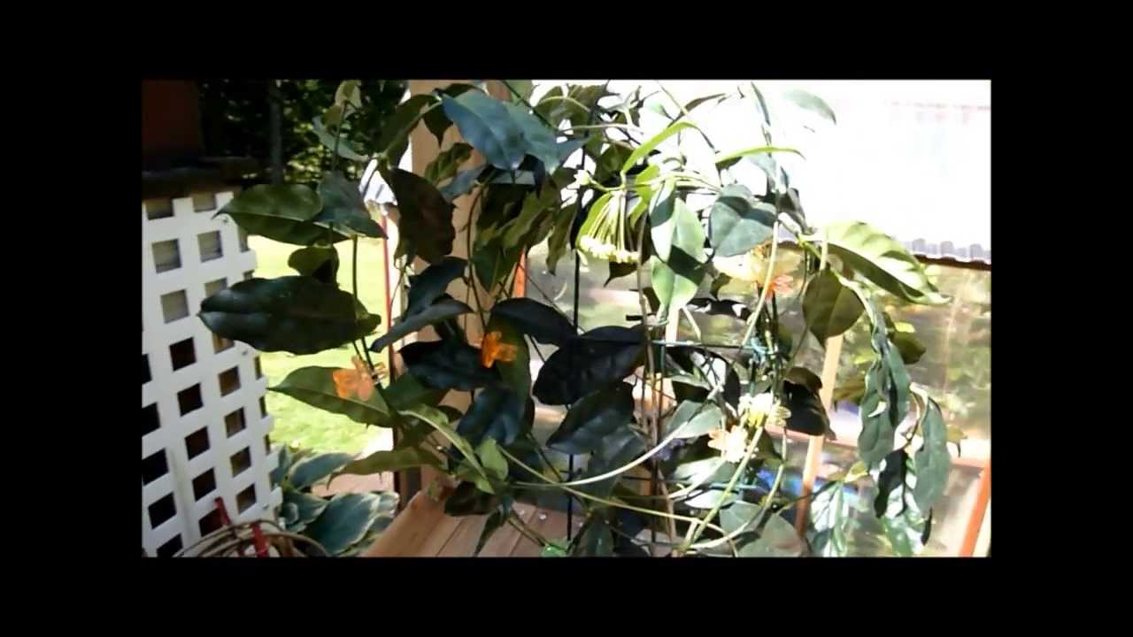 A Visit with Hoya campanulata