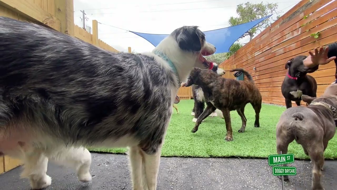 Dogs Playing Episode 1