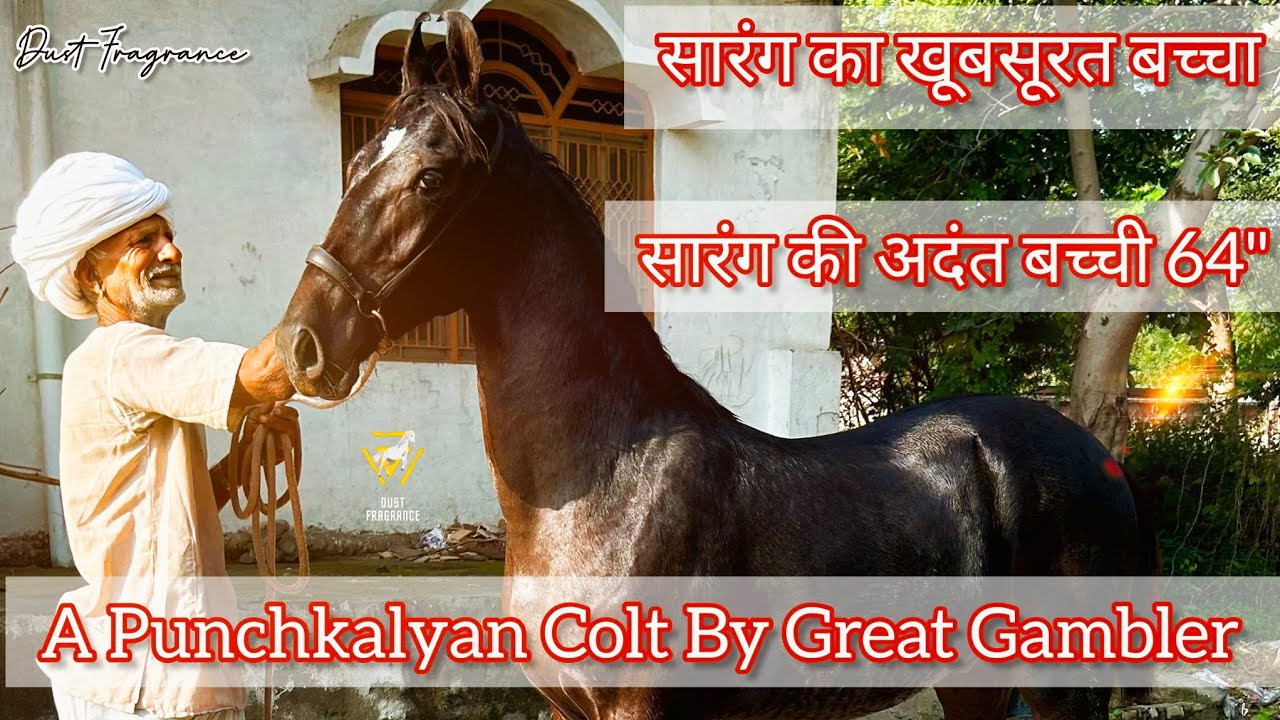 4 पीडिओ से कर रहे हैं मारवाड़ी घोड़ों का पालन सारंग घोड़े के मालिक  (82903 10384)